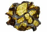 Polished Imilac Pallasite Meteorite (g) Slice #302097-1